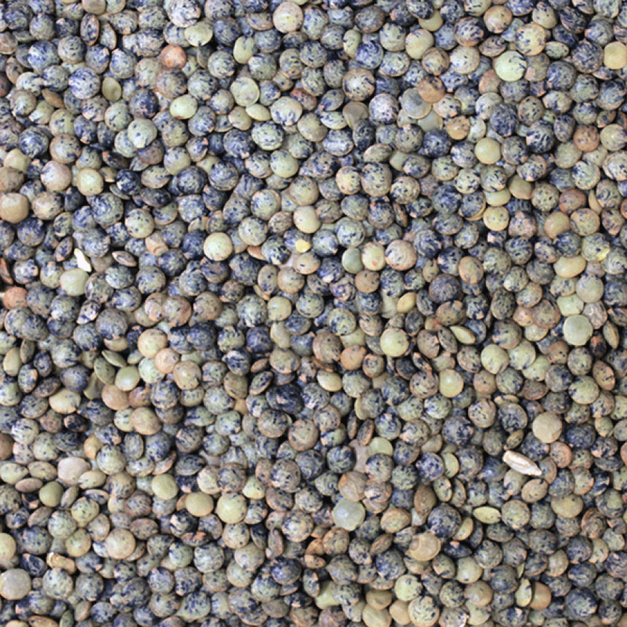 Organic French Lentils - Bulk